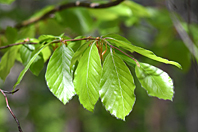 Fagus sylvatica